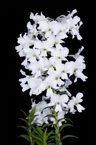 Dendrobium sanderae var. luzonicum Genevas White Diamond AM/AOS 82 pts. Inflor